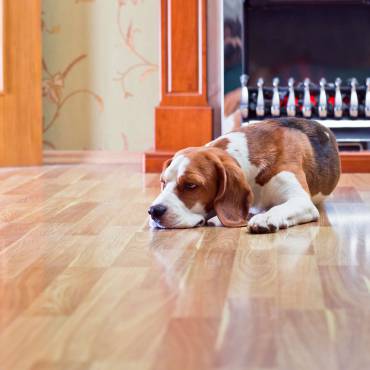 4 Tips for Hardwood Floors and Pets 