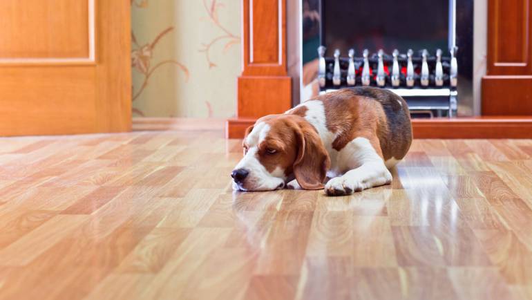4 Tips for Hardwood Floors and Pets 